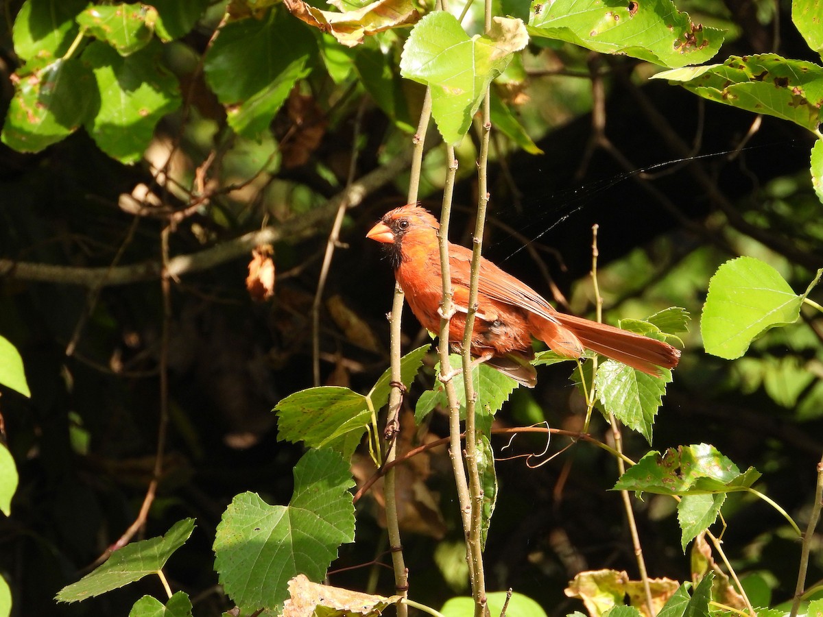 Northern Cardinal - ML641986762