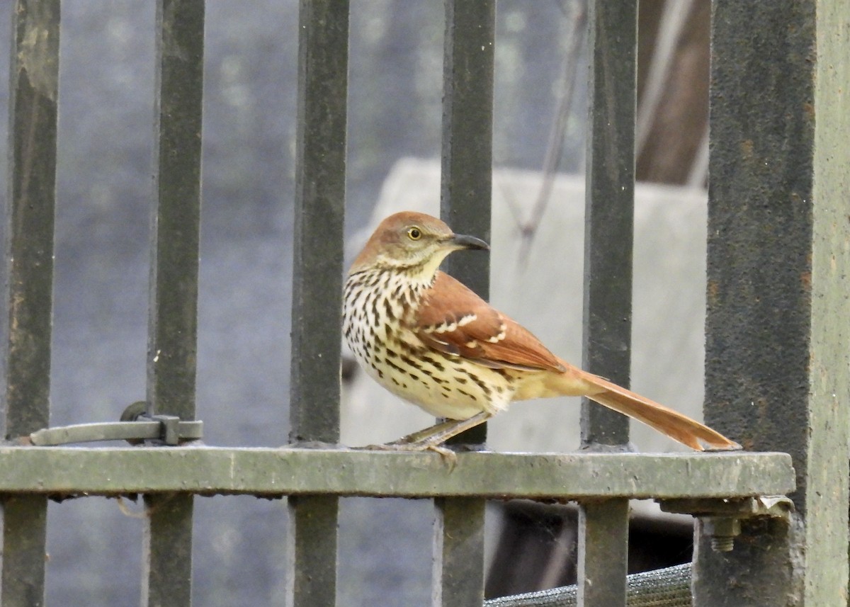 brunspottefugl - ML641986763