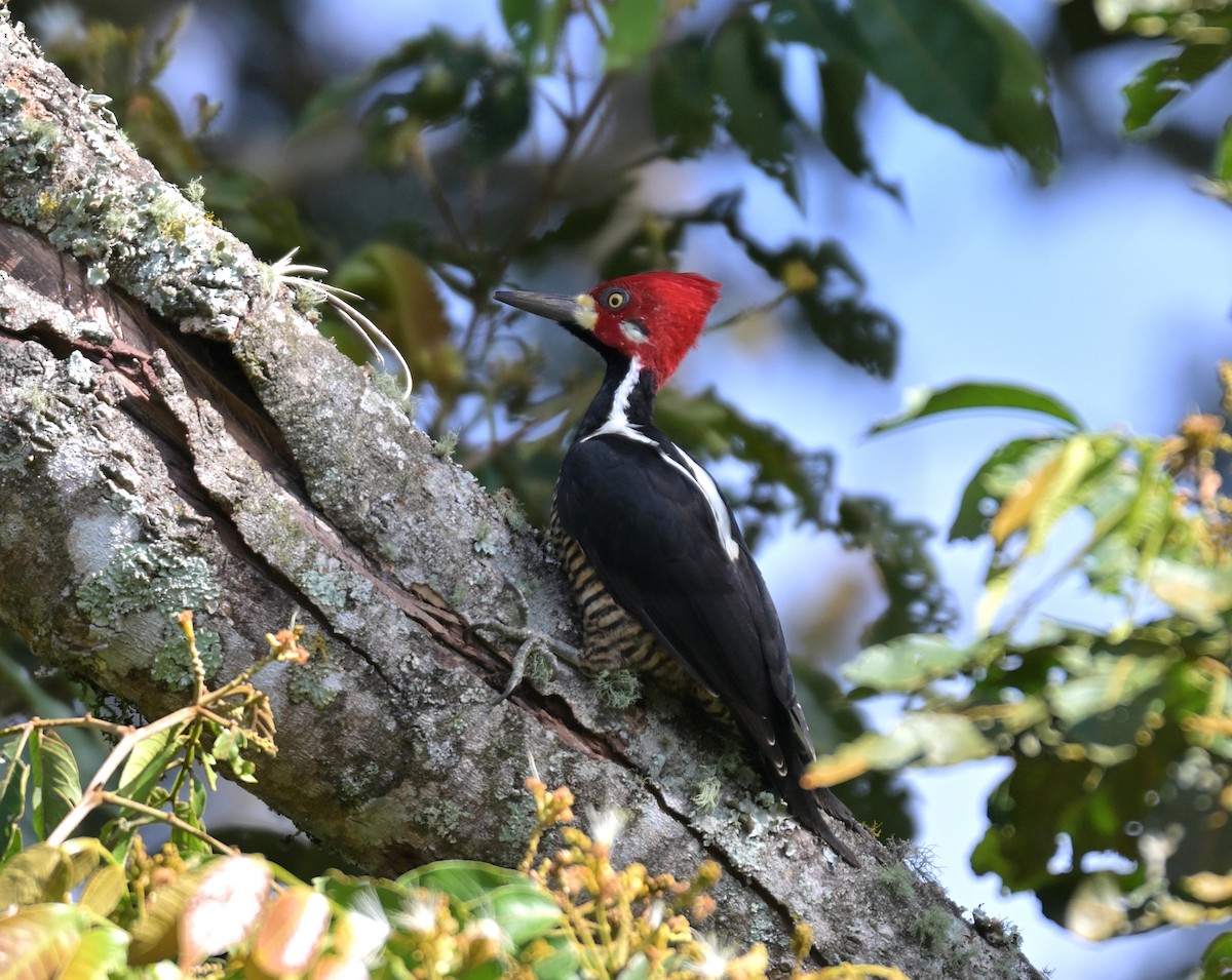 Crimson-crested Woodpecker - ML641986764