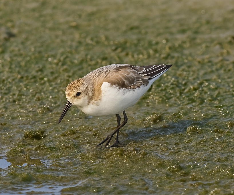 Bécasseau d'Alaska - ML641986774