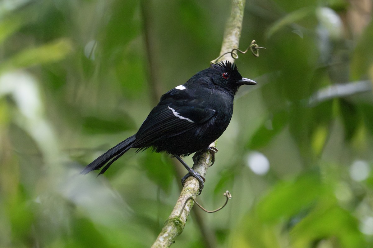 White-shouldered Fire-eye - ML641986781