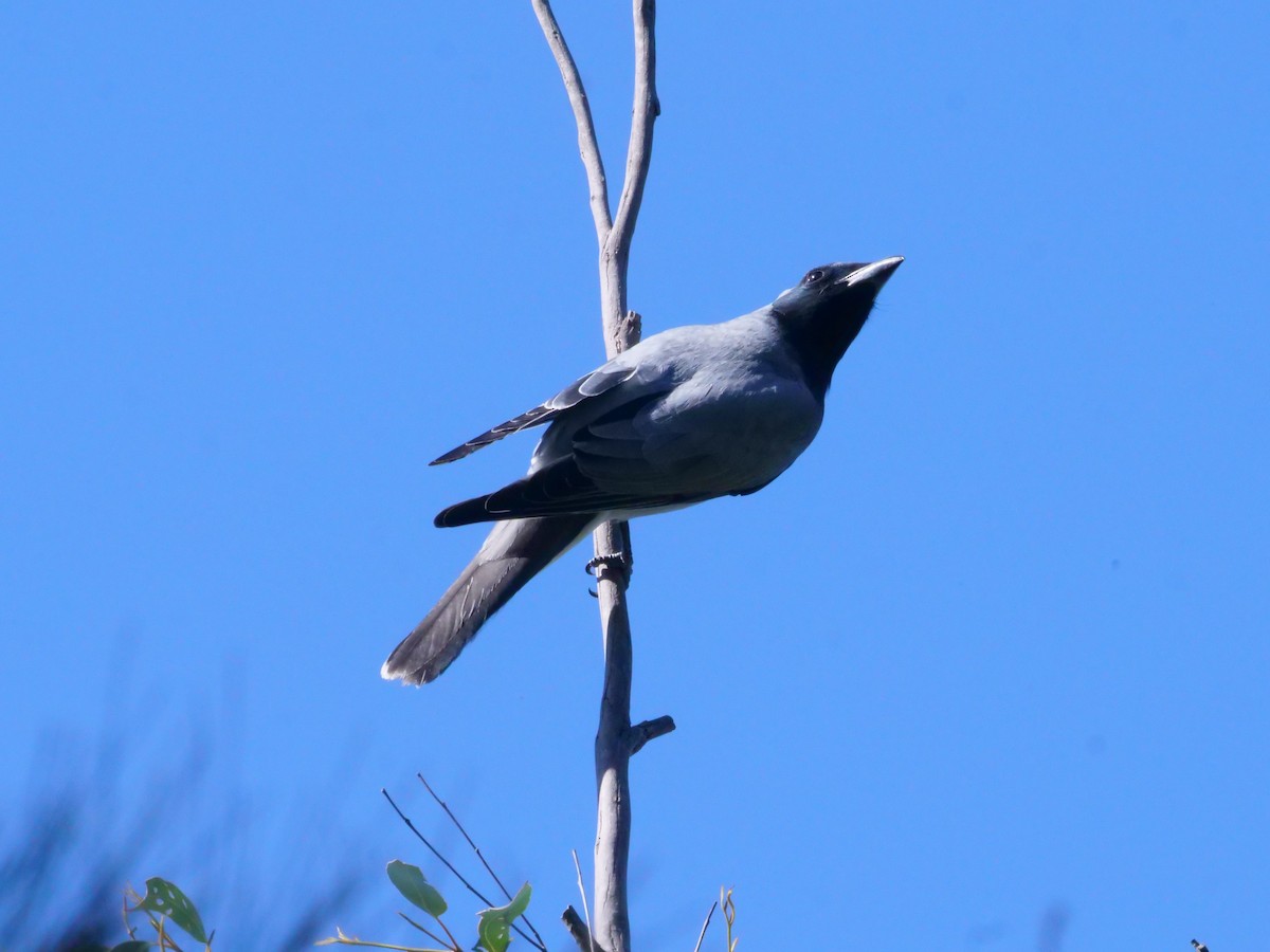Black-faced Cuckooshrike - ML641986799