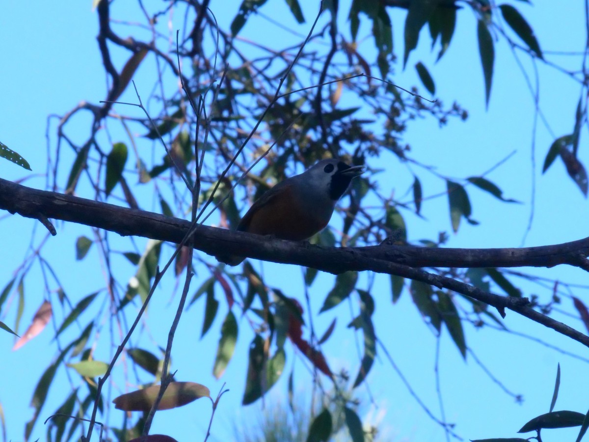 Black-faced Monarch - ML641986819