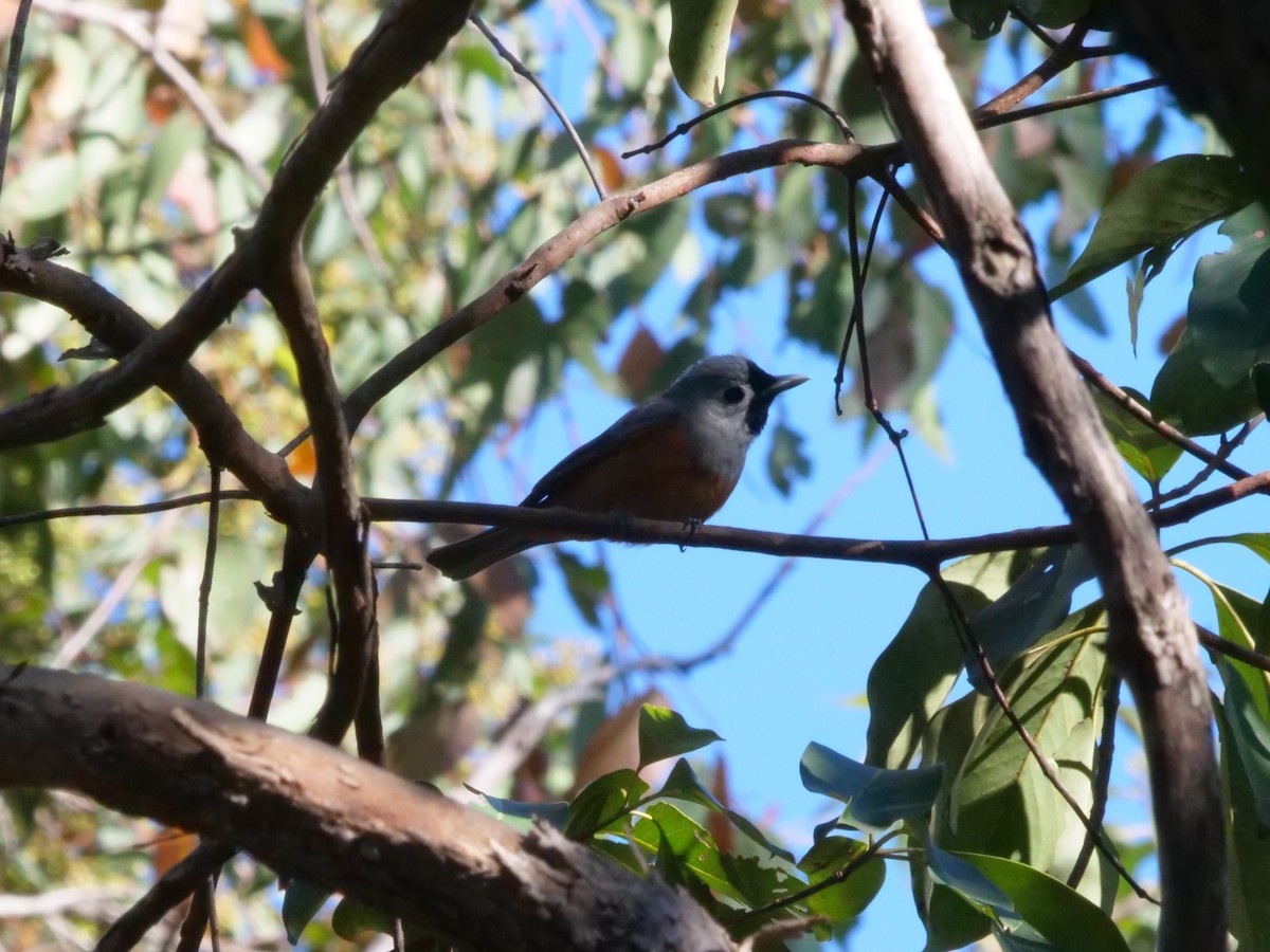 Black-faced Monarch - ML641986820