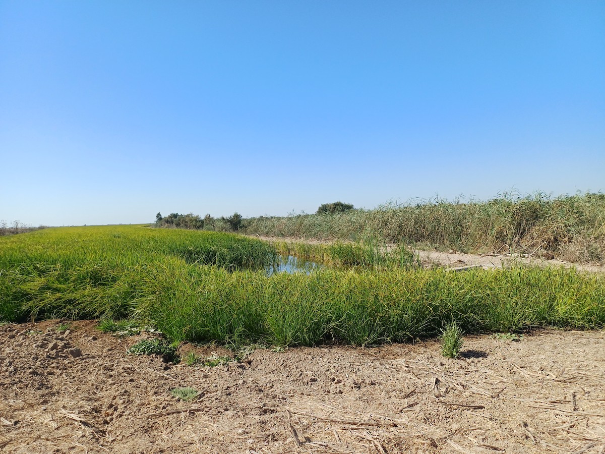 Yellow-crowned Bishop - ML641986826