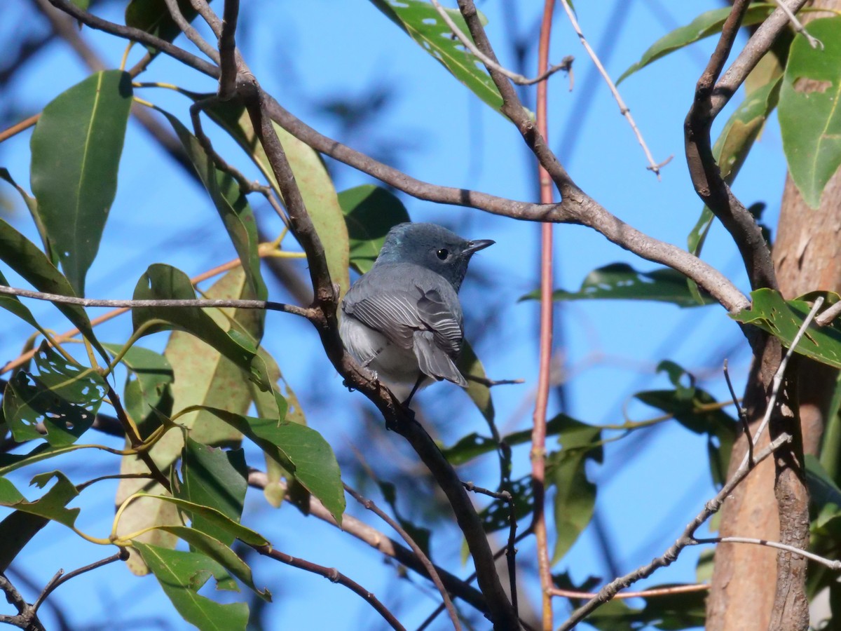 Leaden Flycatcher - ML641986832