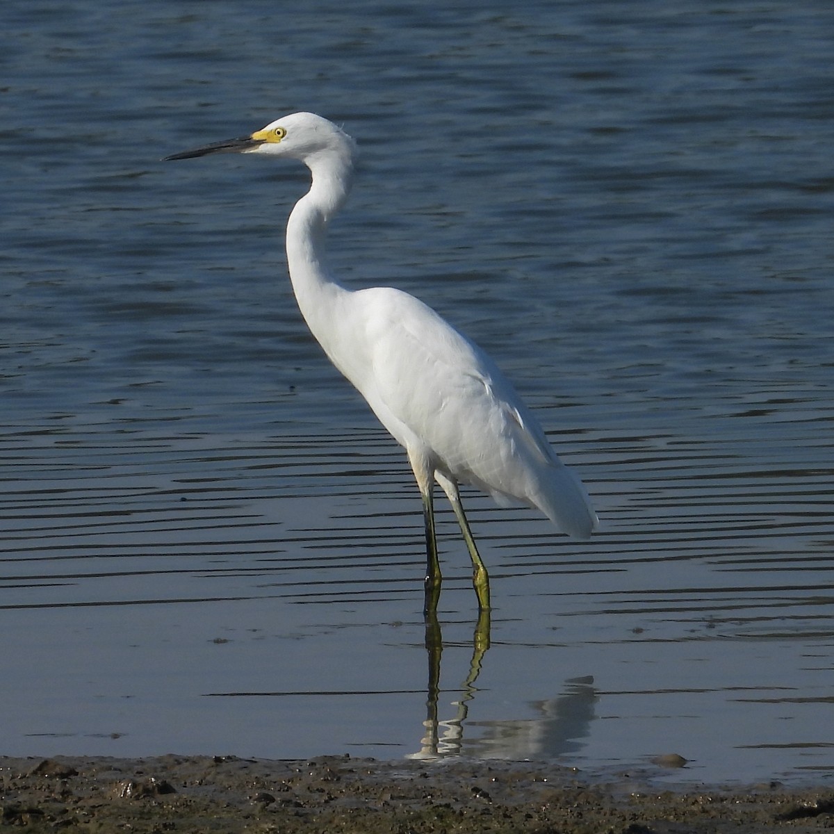 Little Blue Heron - ML641986835