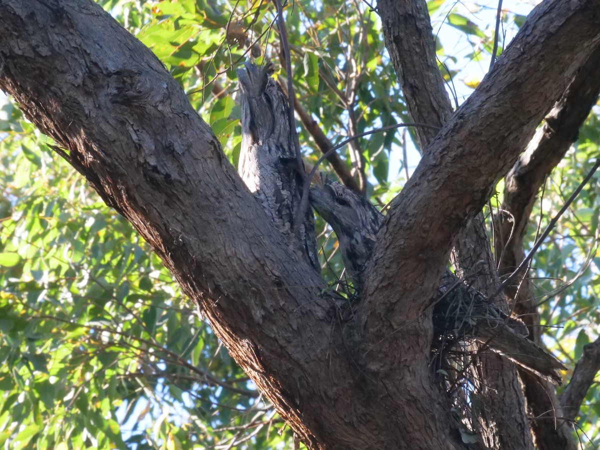 Tawny Frogmouth - ML641986836
