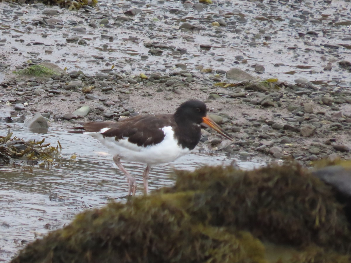 Eurasian Oystercatcher - ML641986837