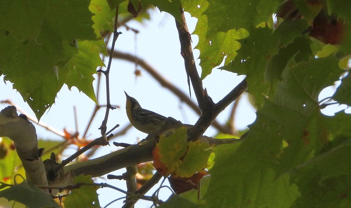 Yellow-throated Warbler - ML641986843