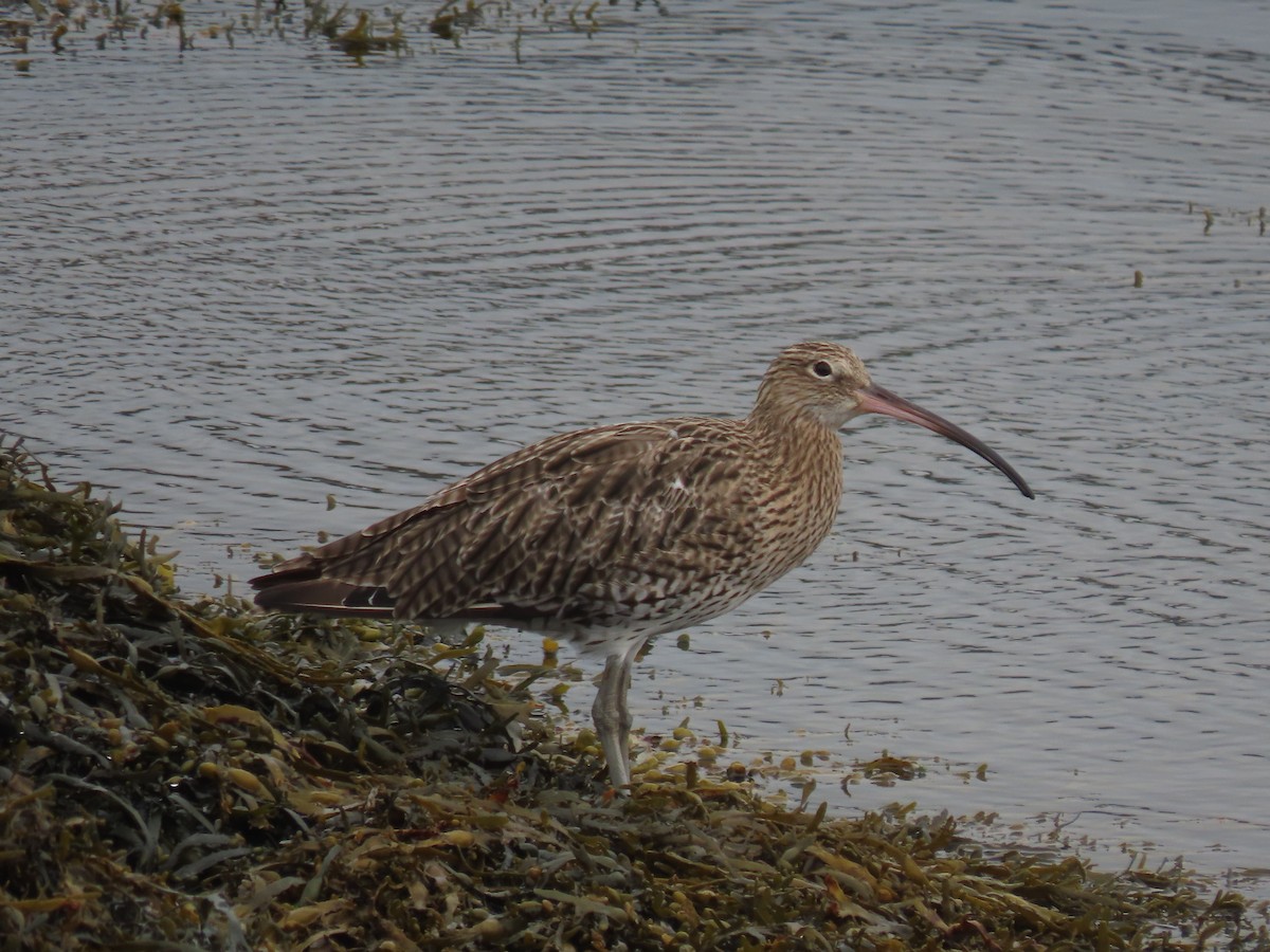 Eurasian Curlew - ML641986854