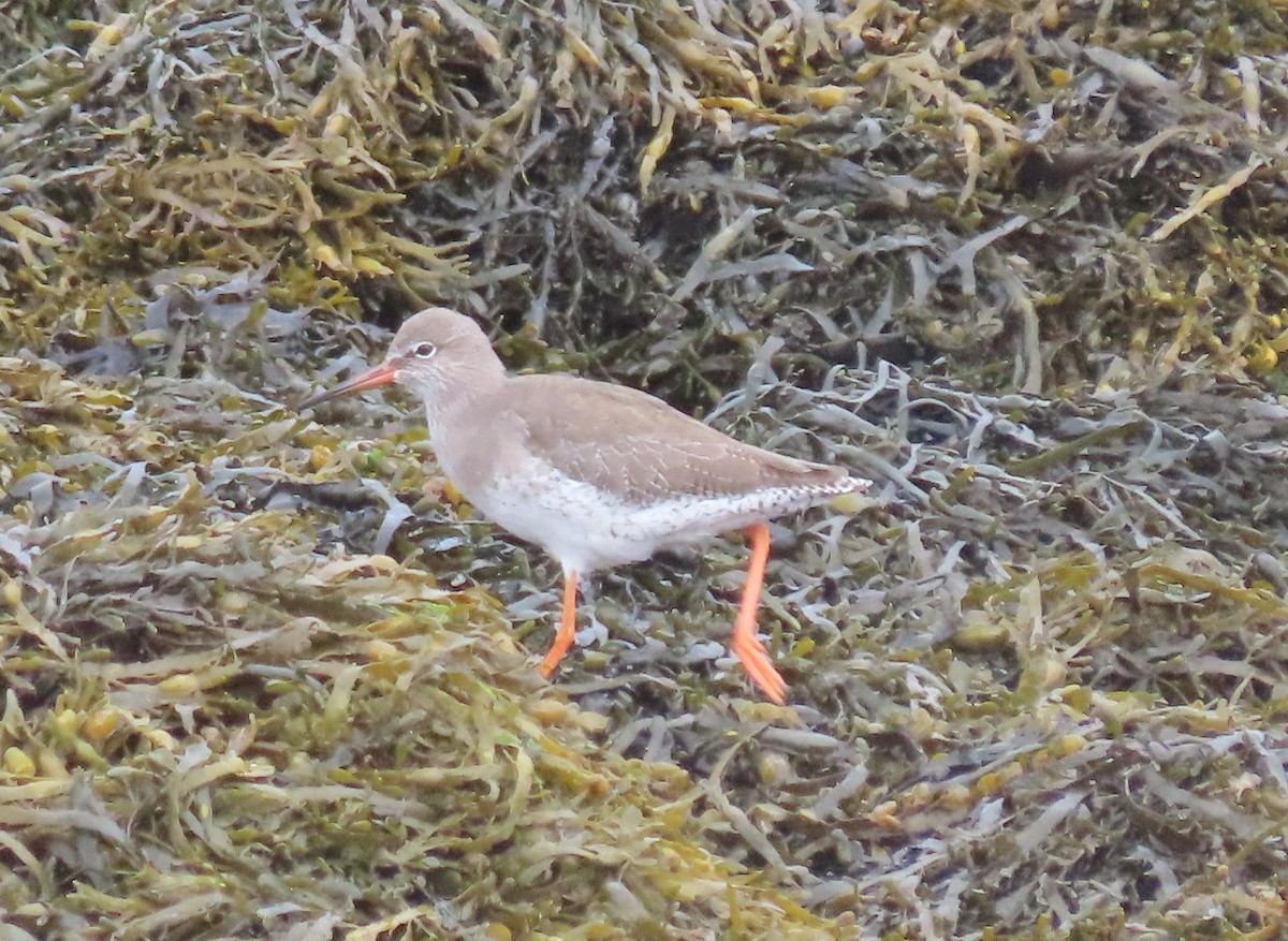 Common Redshank - ML641986861