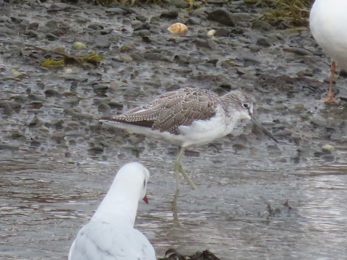 Common Greenshank - ML641986867