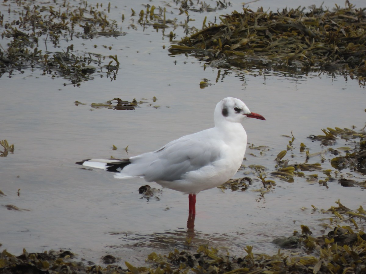 Black-headed Gull - ML641986871