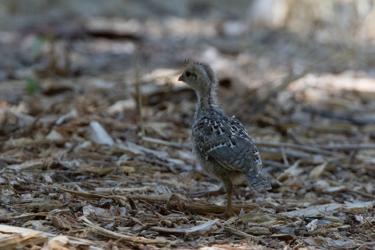 Gambel's Quail - ML641986874