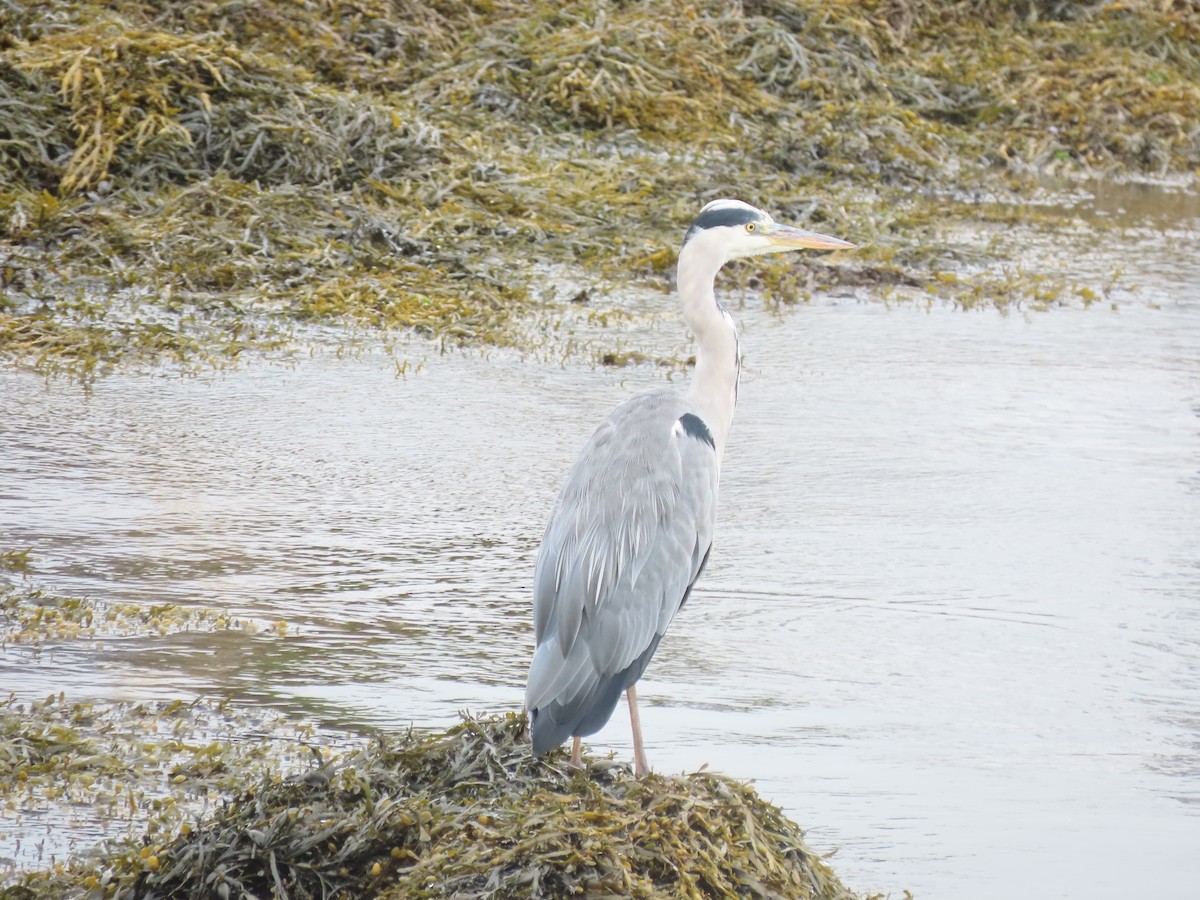 Gray Heron - ML641986876