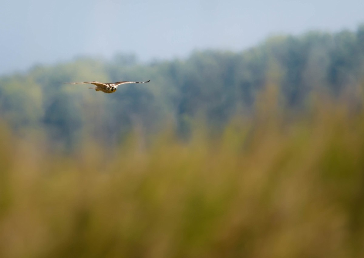 Peregrine Falcon - ML641986881