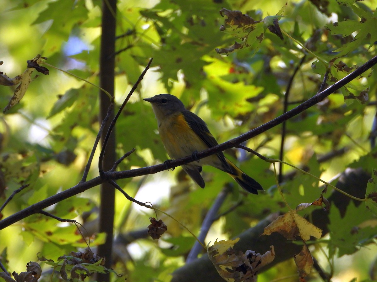 American Redstart - ML641986883