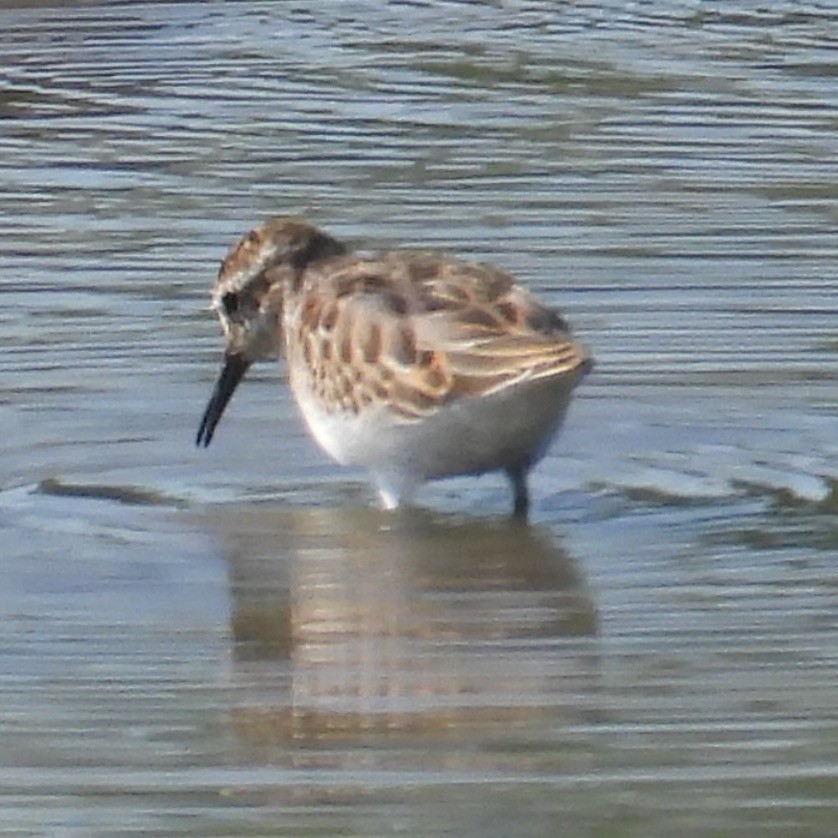 Least Sandpiper - ML641986885