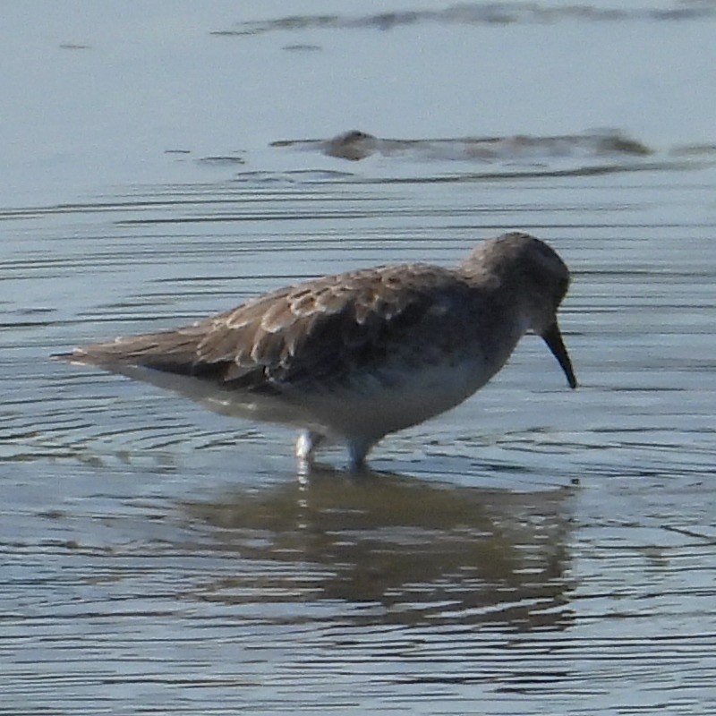 Least Sandpiper - ML641986886