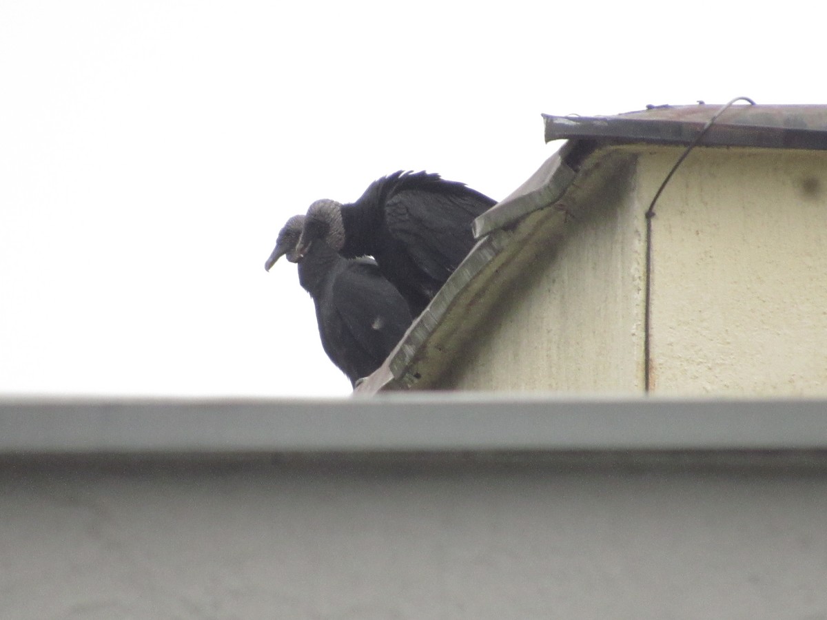 Black Vulture - ML641986888