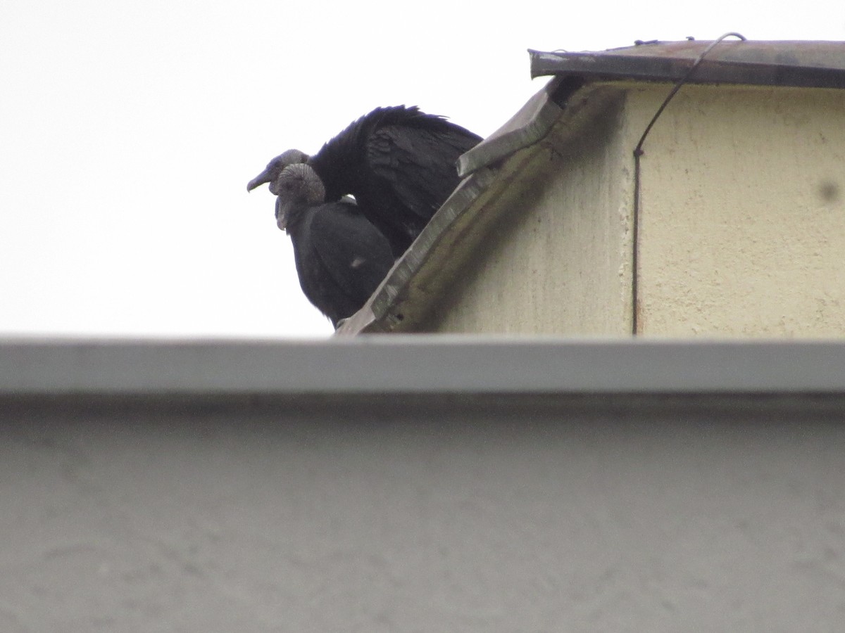 Black Vulture - ML641986889