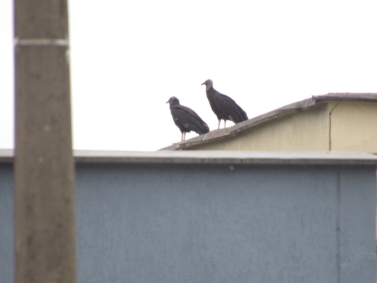 Black Vulture - ML641986890