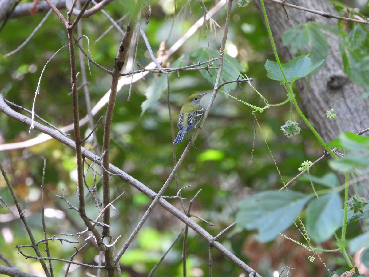 Chestnut-sided Warbler - ML641986903