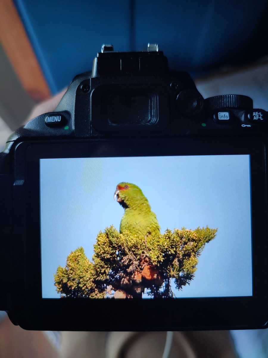 Slender-billed Parakeet - ML641986918