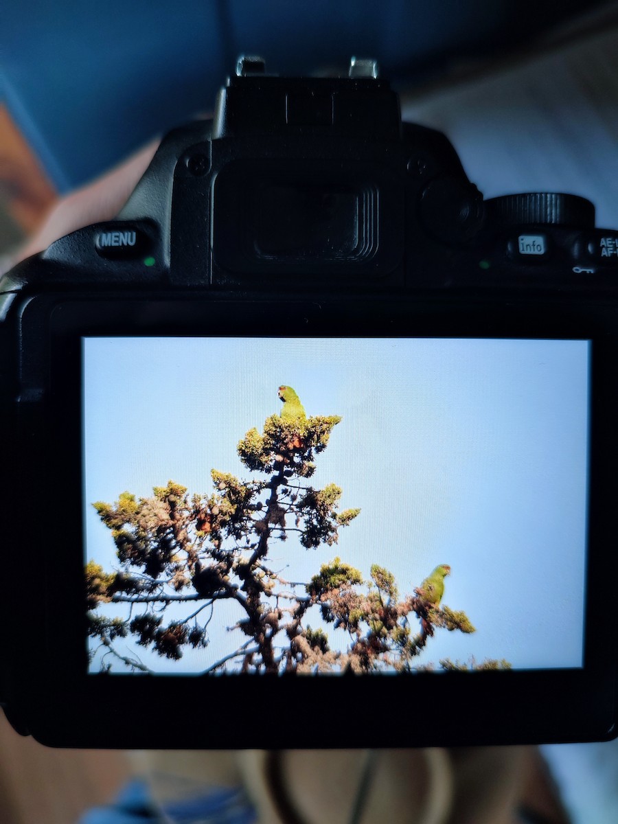 Slender-billed Parakeet - ML641986919