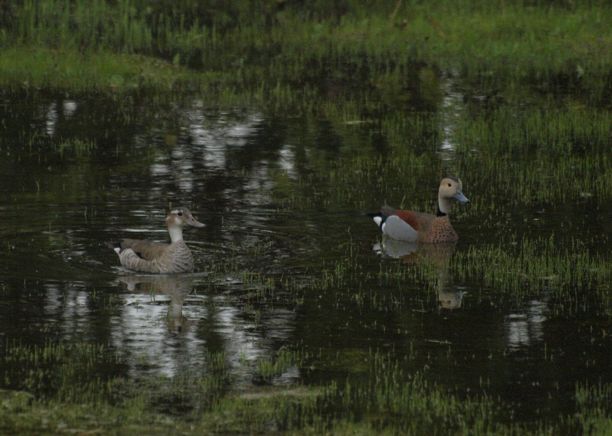 Ringed Teal - ML641986929