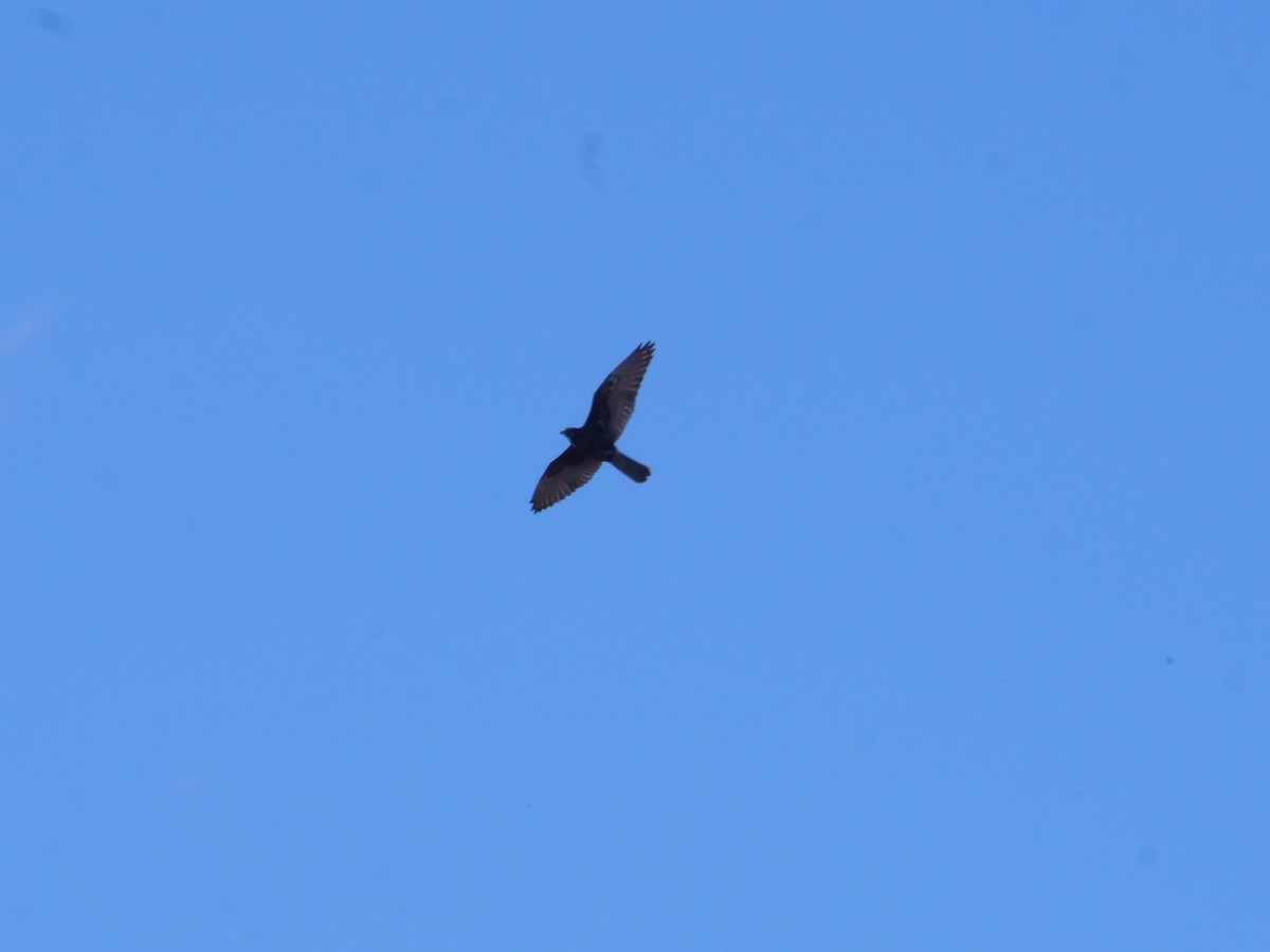 Brown Falcon - ML641986933