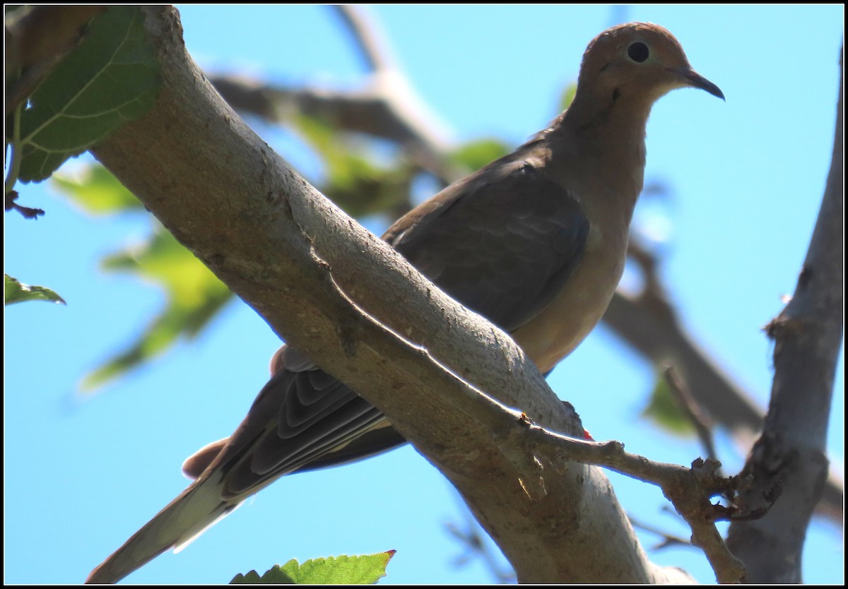Mourning Dove - ML641986934