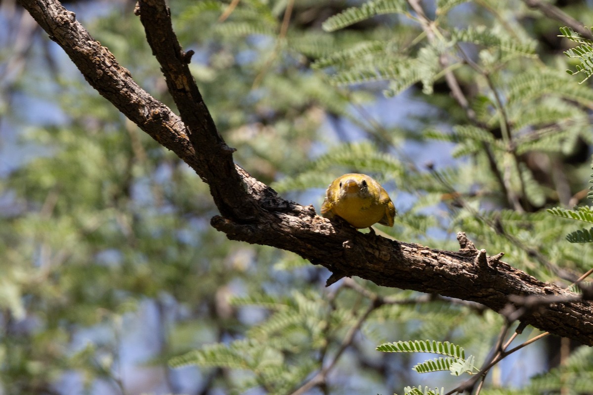 Summer Tanager - ML641986939