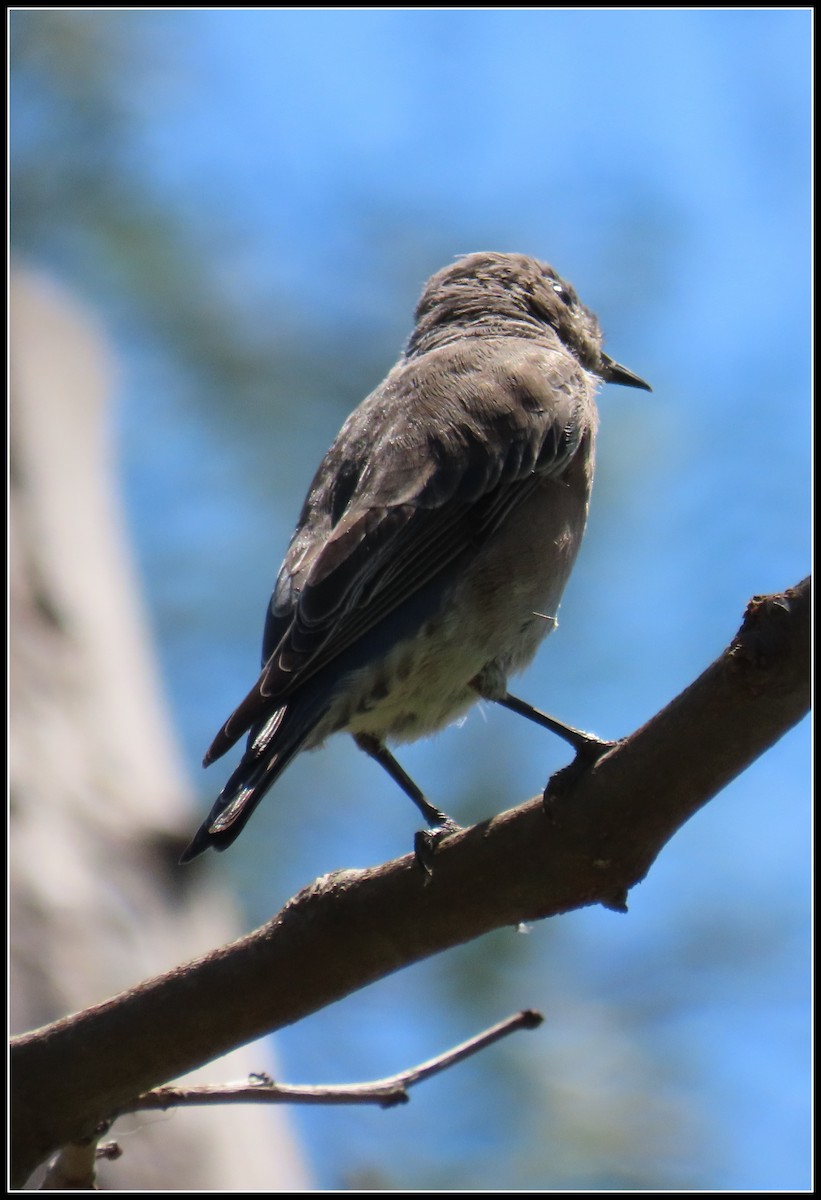 Western Bluebird - ML641986940