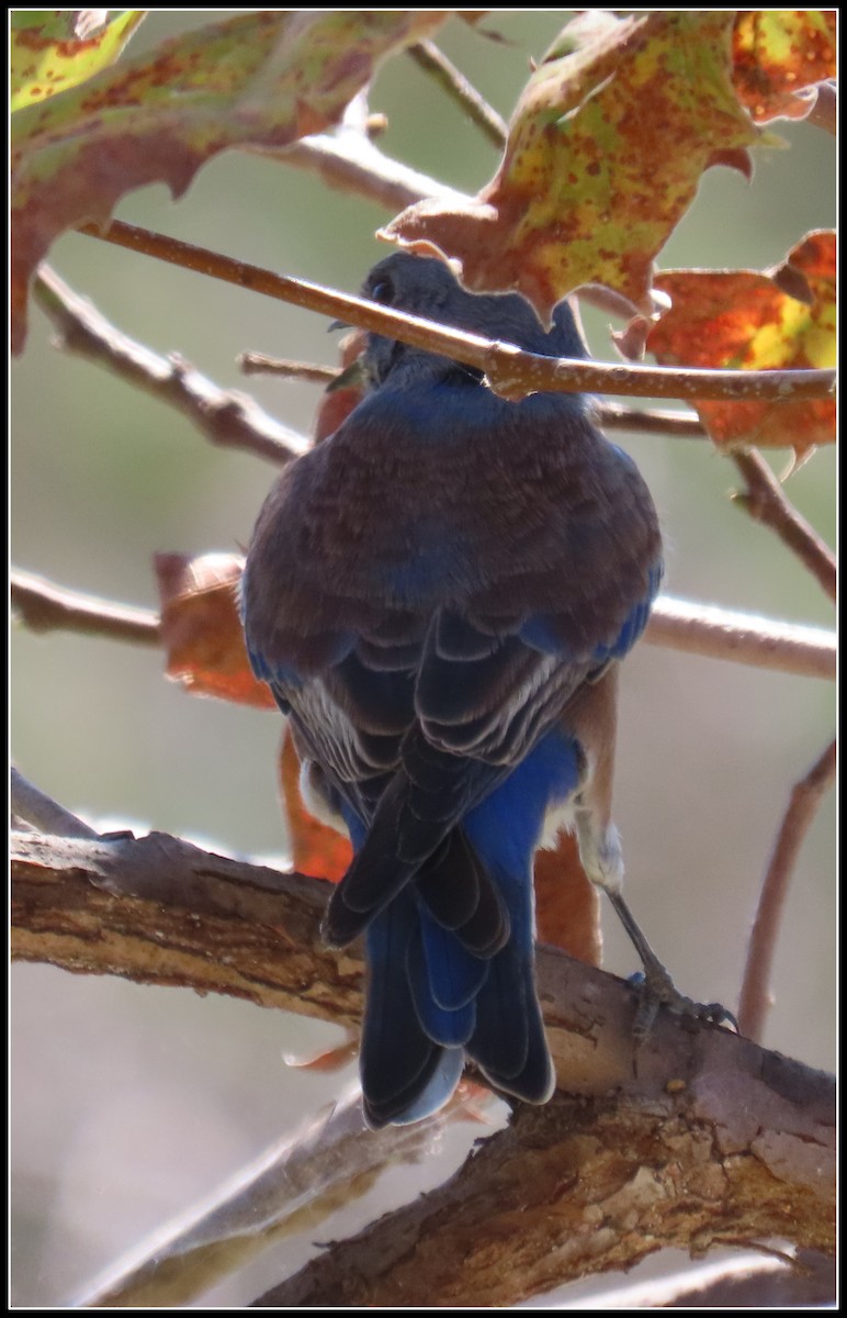 Western Bluebird - ML641986941