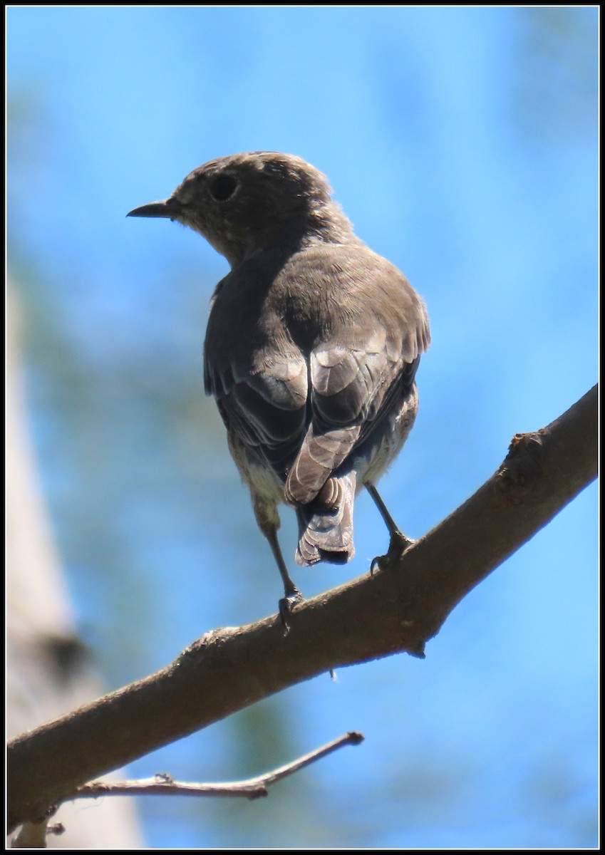 Western Bluebird - ML641986942