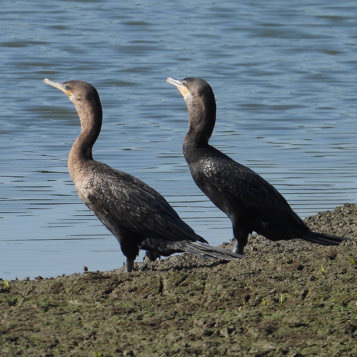 Neotropic Cormorant - ML641986945