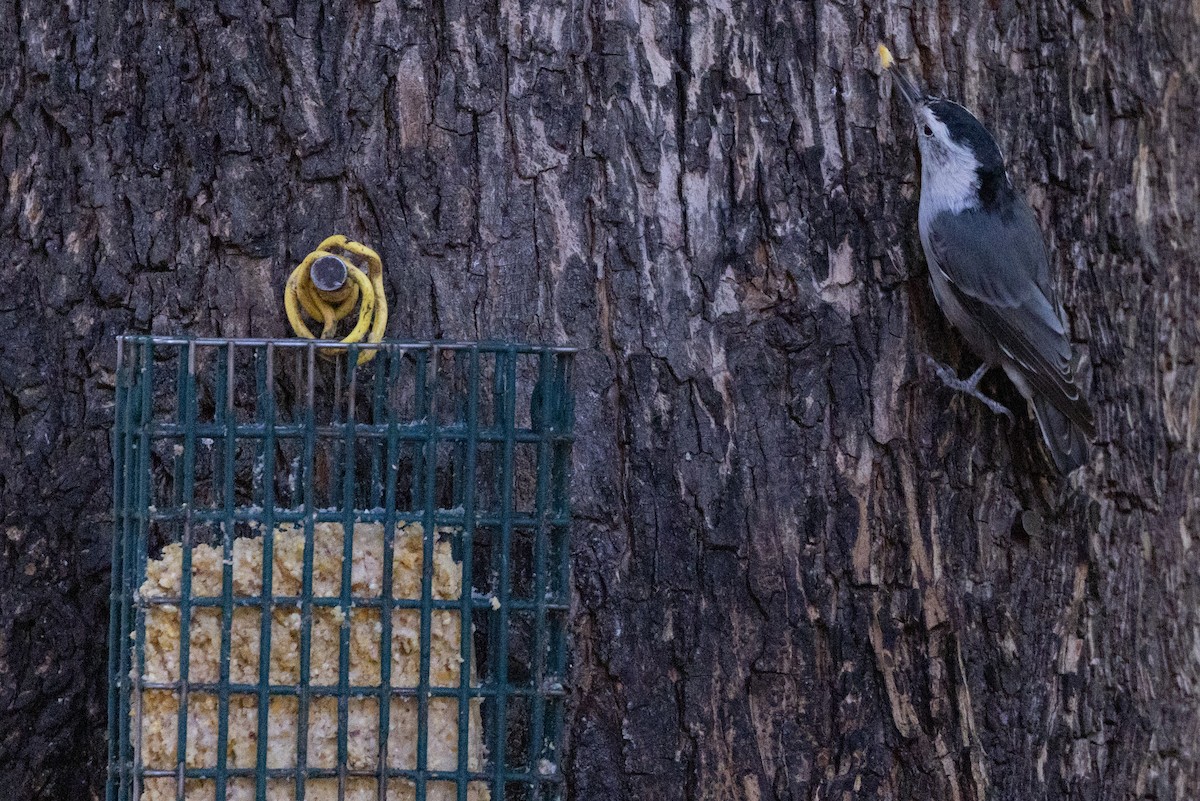White-breasted Nuthatch - ML641986953