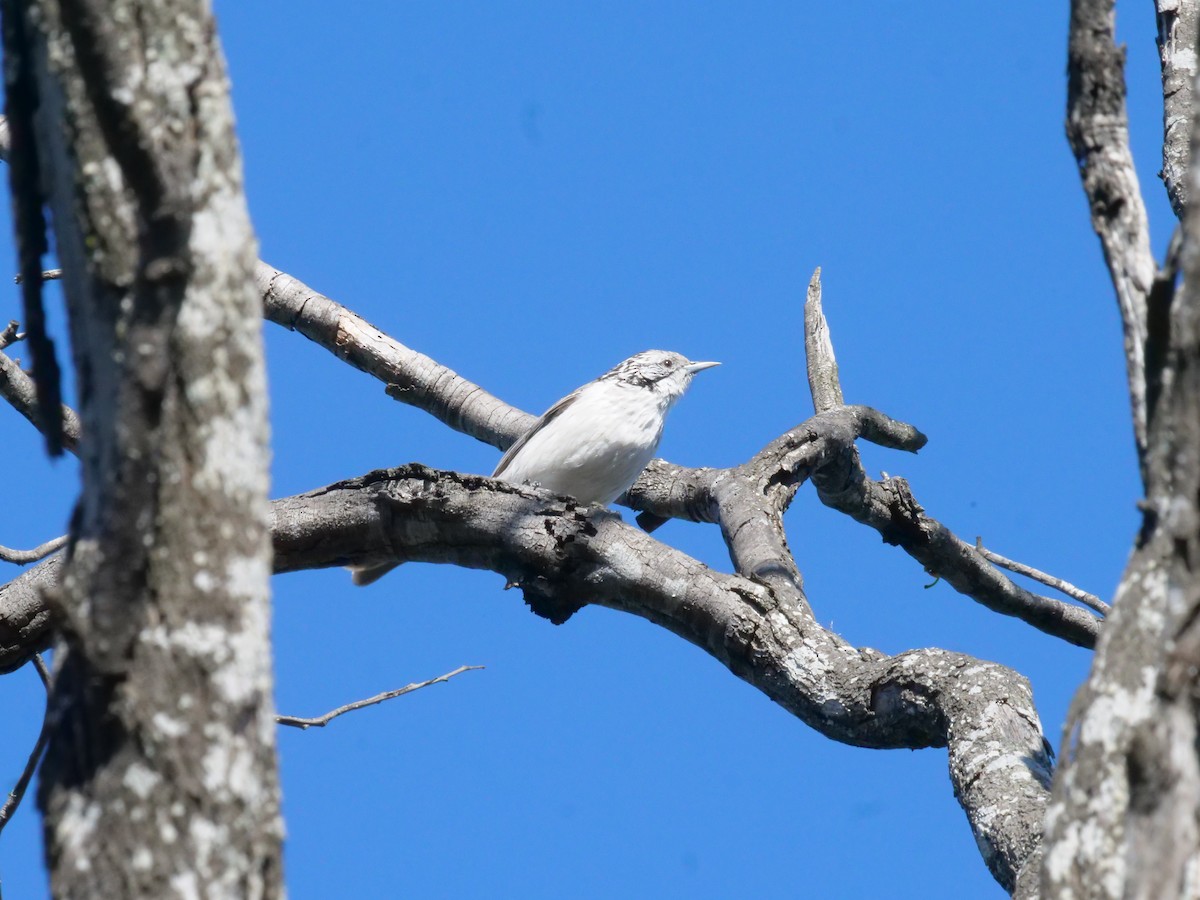 Striped Honeyeater - ML641986968