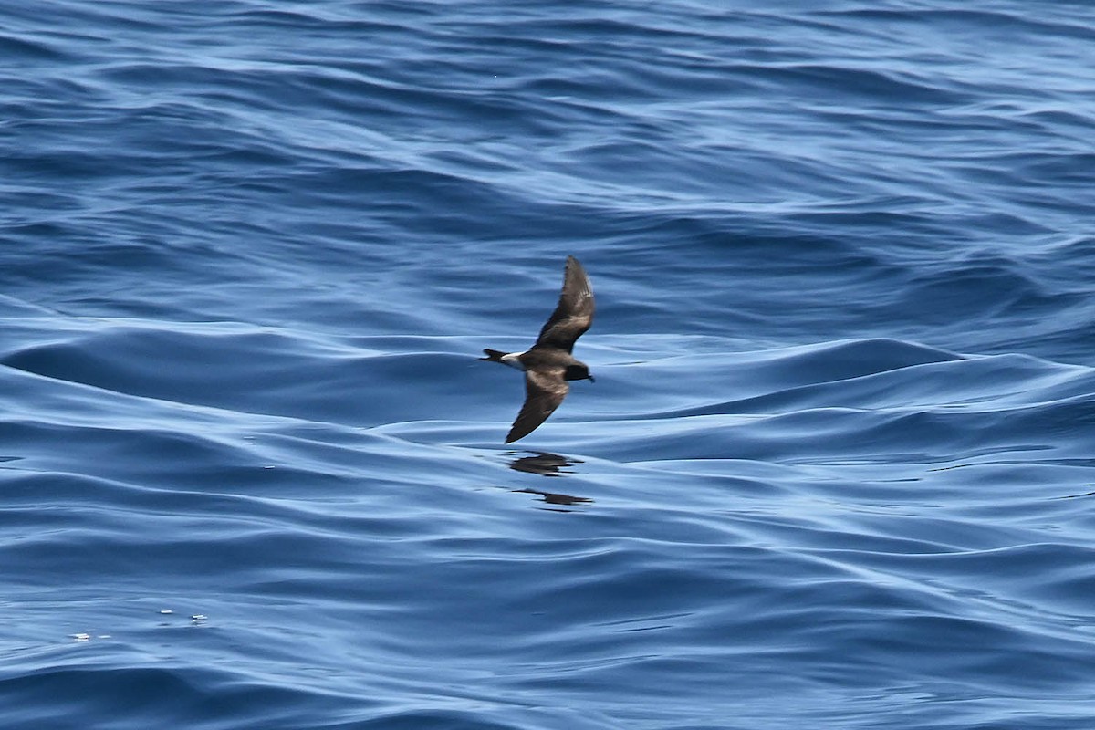 Townsend's Storm-Petrel - ML641986982
