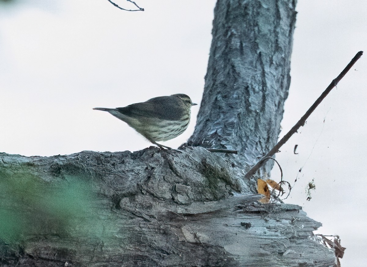 Northern Waterthrush - ML641987002