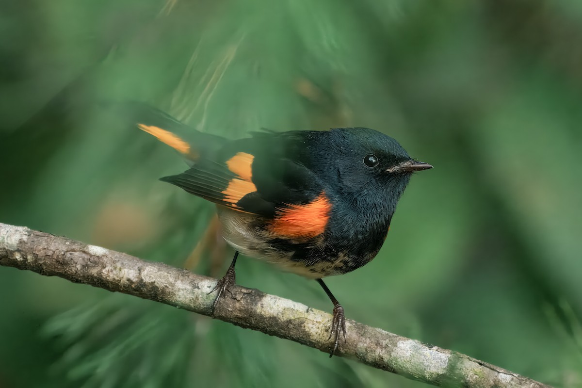 American Redstart - ML641987023