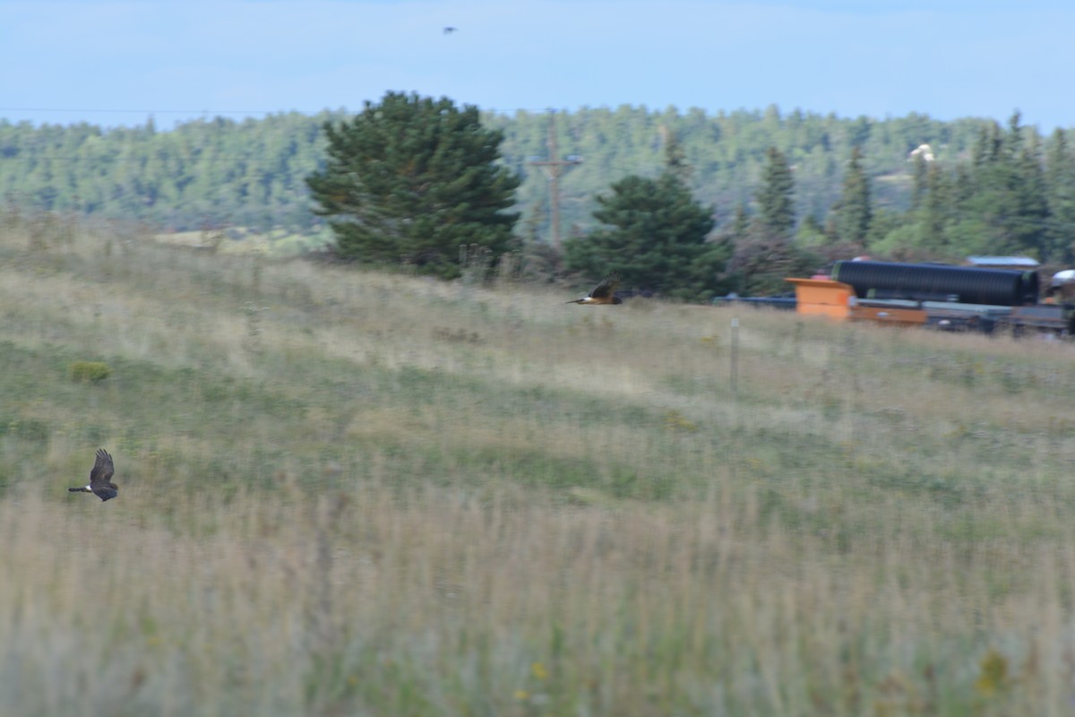 Northern Harrier - ML641987031