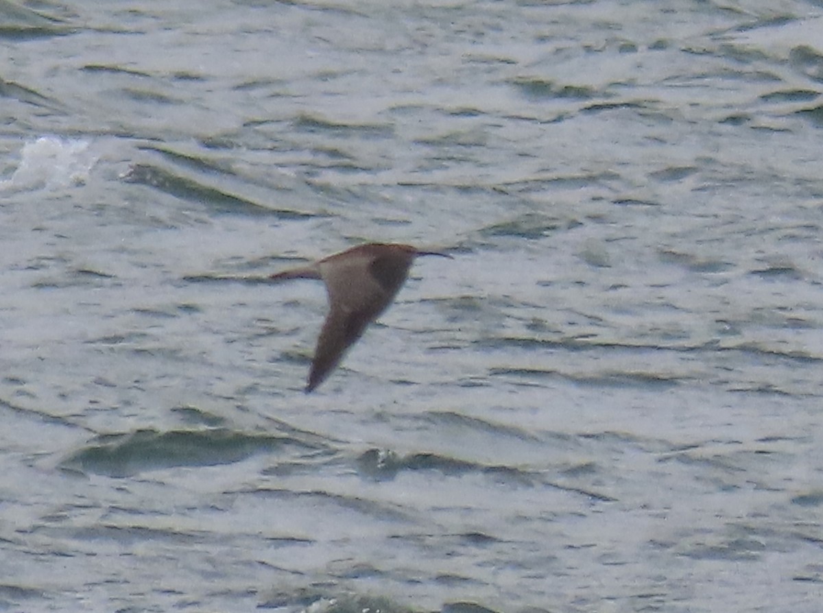 Whimbrel - ML641987032