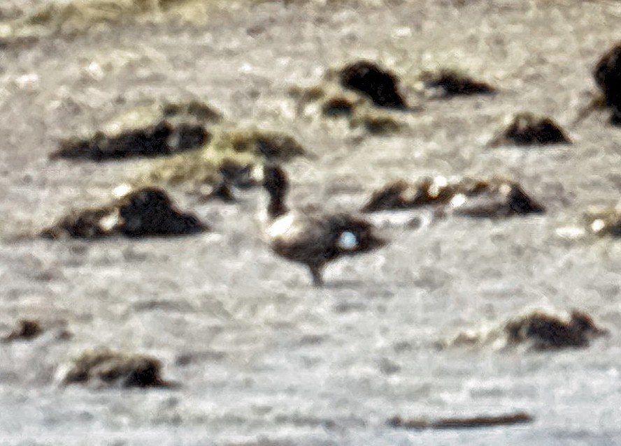Blue-winged Teal - ML641987036
