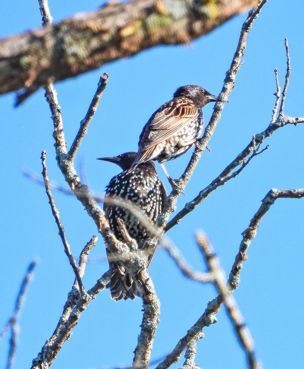 European Starling - ML641987042