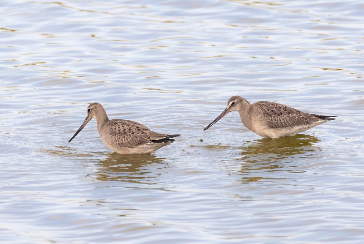 Hudsonian Godwit - ML641987053