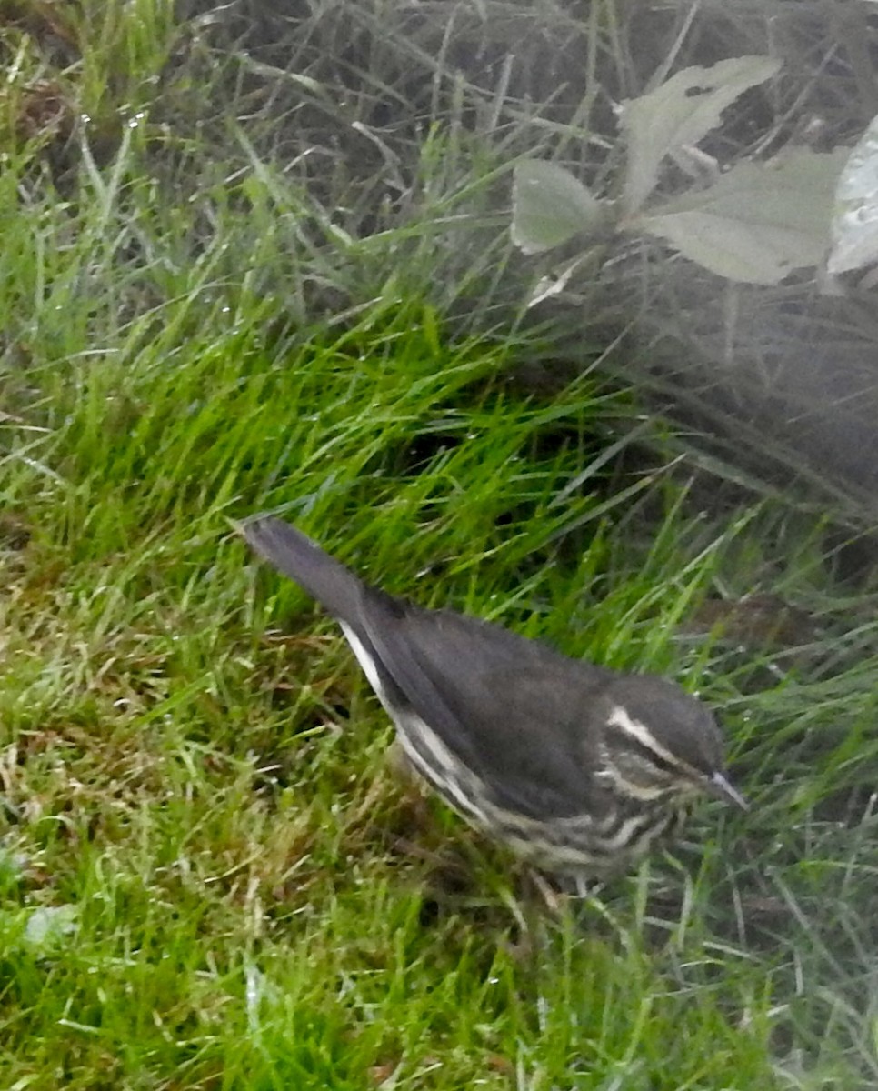 Northern Waterthrush - ML641987058