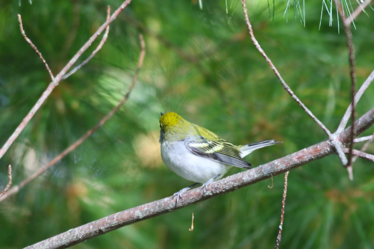 Chestnut-sided Warbler - ML641987066